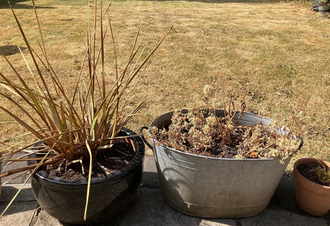Stayin’ alive – keep composting creatures happy in the heat