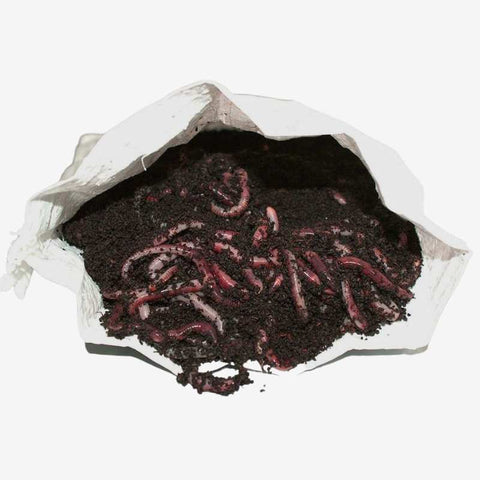 Composting Worms